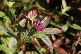 Trifolium medium