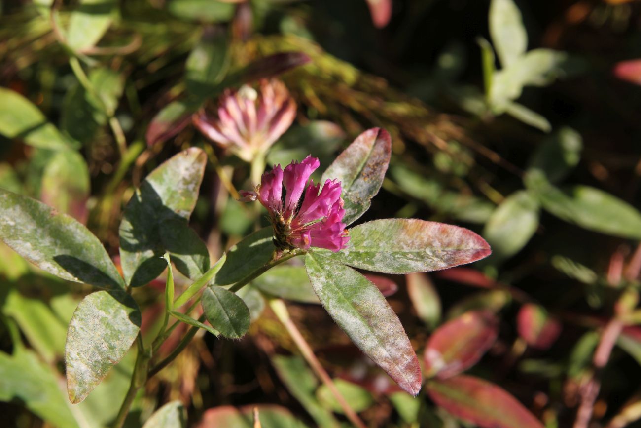 Image of Trifolium medium specimen.