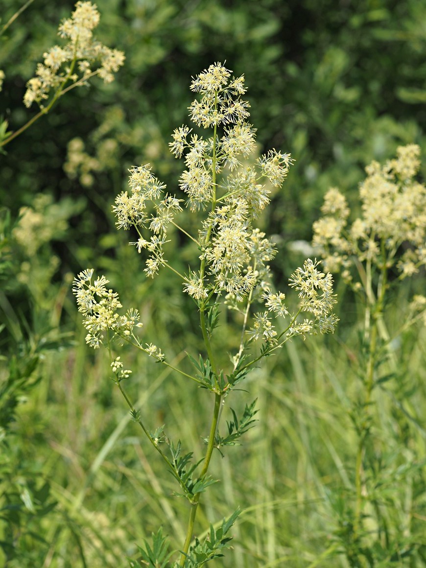 Изображение особи Thalictrum flavum.