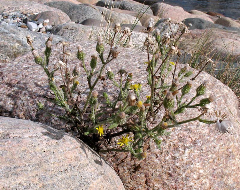 Image of Senecio viscosus specimen.