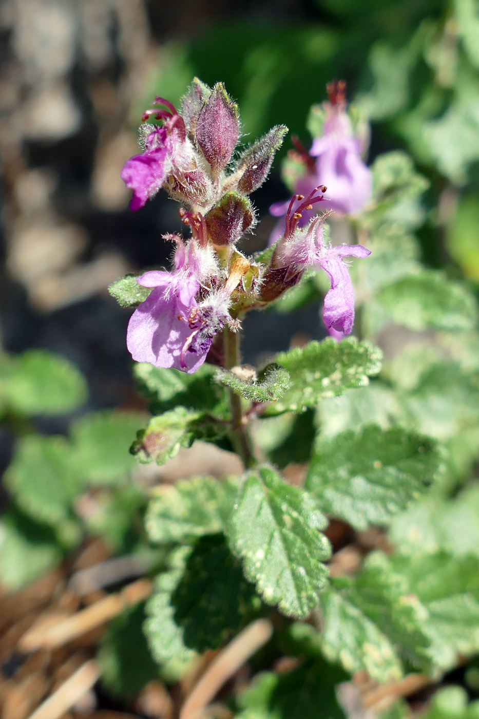 Image of Teucrium chamaedrys specimen.