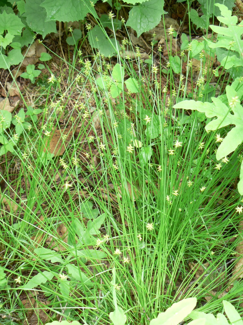 Image of Carex uda specimen.