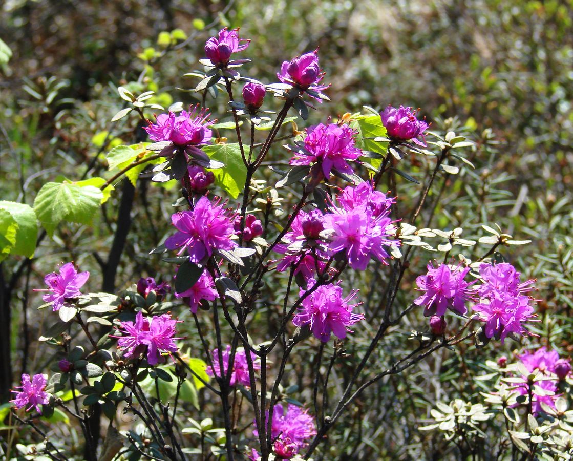 Image of Rhododendron dauricum specimen.