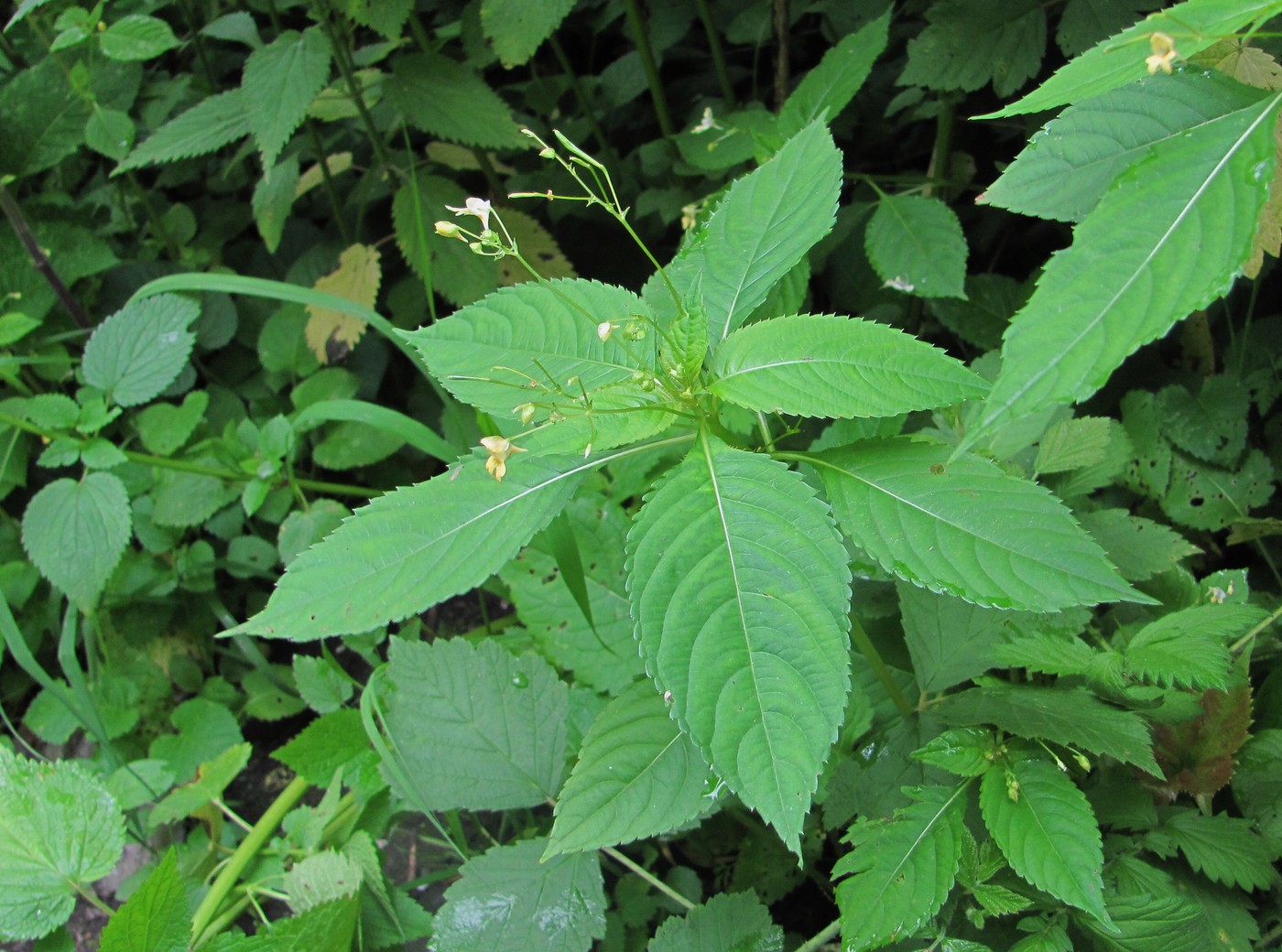 Image of Impatiens parviflora specimen.