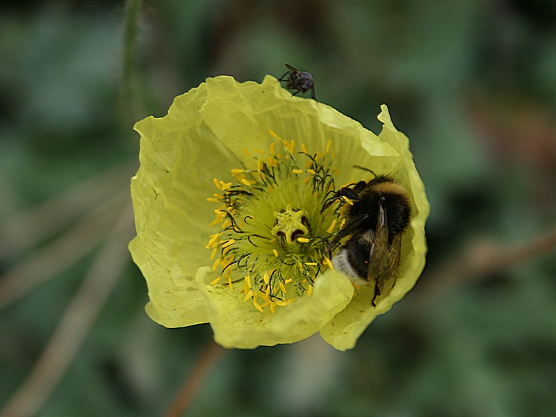 Image of Papaver pseudocanescens specimen.