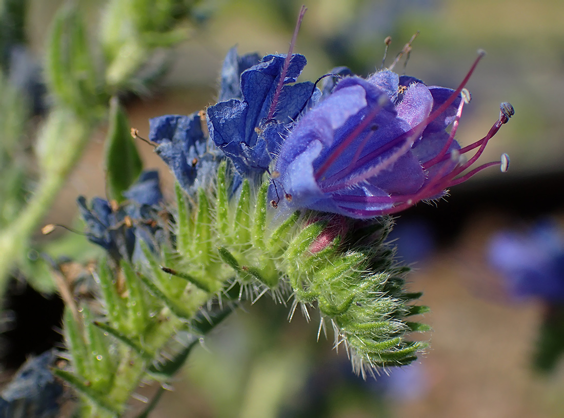 Изображение особи Echium vulgare.