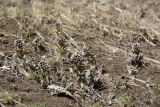 Смотреть изображение Petasites tatewakianus