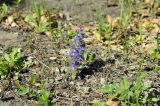 Ajuga multiflora