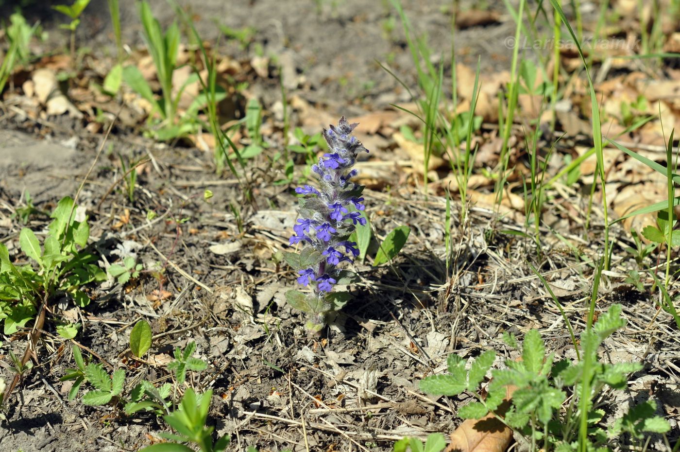 Image of Ajuga multiflora specimen.