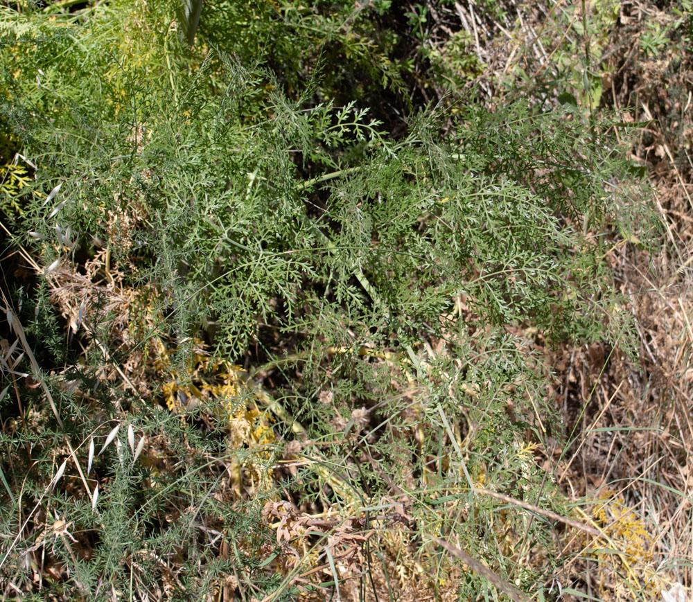 Image of Ferula tingitana specimen.