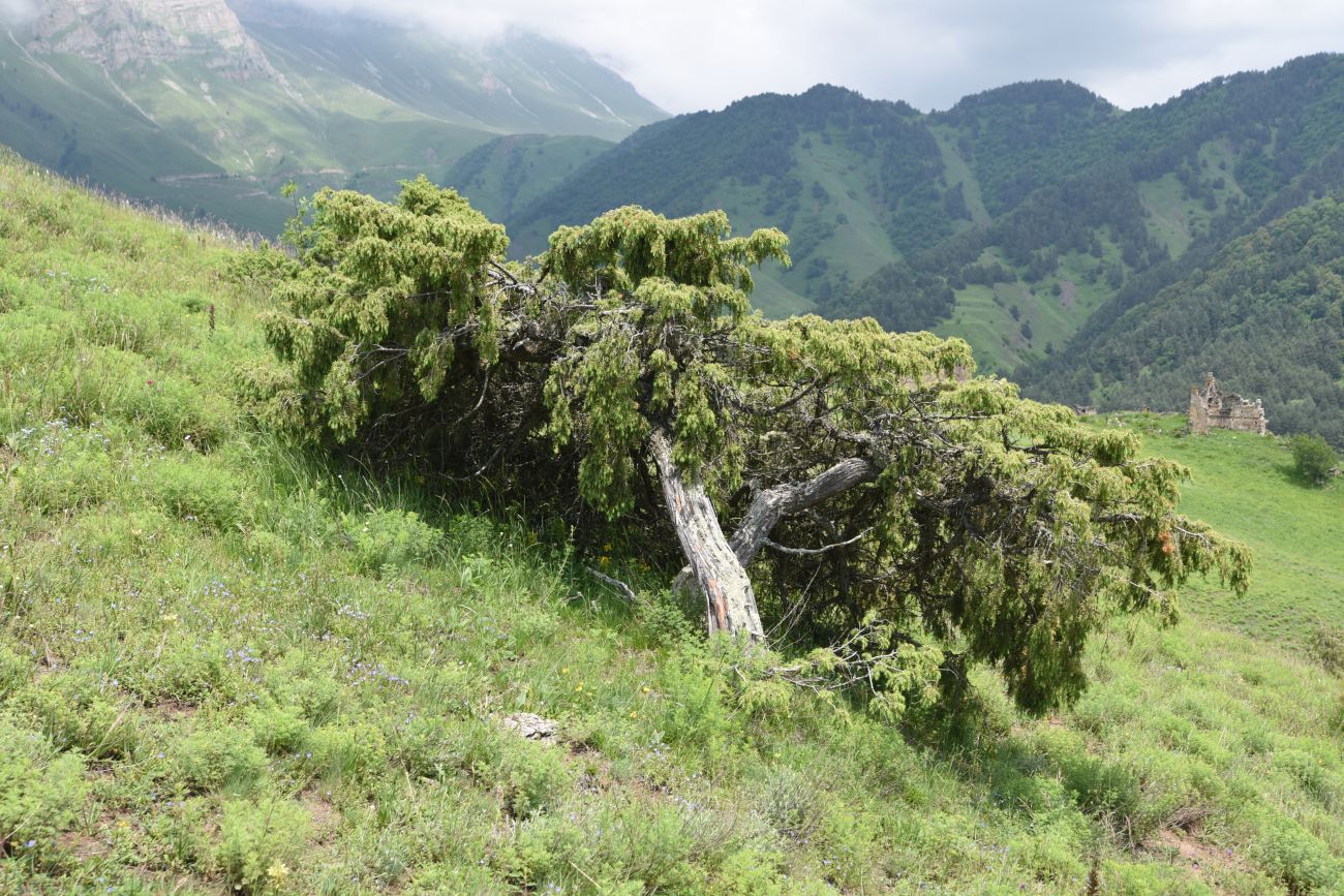 Image of Juniperus oblonga specimen.