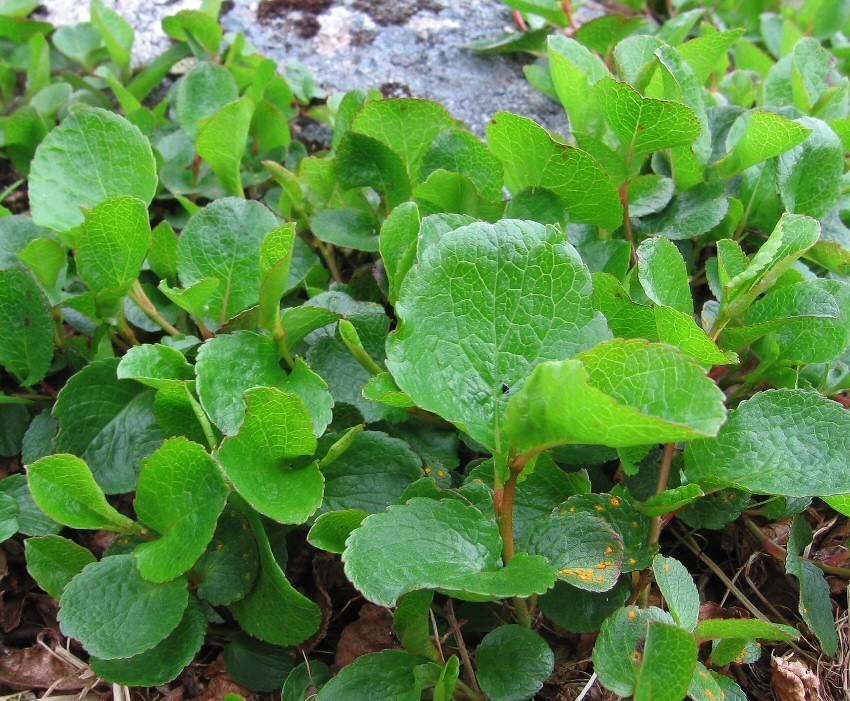 Image of Salix herbacea specimen.