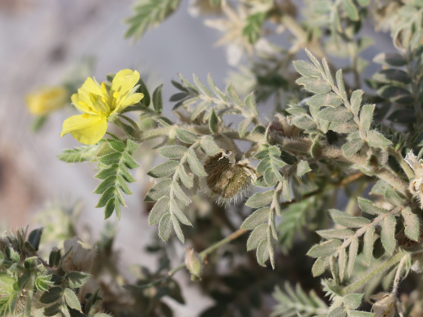 Изображение особи Tribulus macropterus.