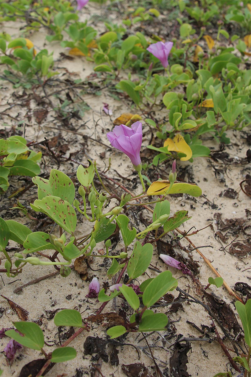 Image of Ipomoea pes-caprae specimen.