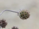 Scabiosa bipinnata. Верхушка побега с соплодием. Краснодарский край, Крымский р-н, окр. станицы Неберджаевская, ур. Темрючки, заброшенный мергелевый карьер, на отвале грунта. 26.05.2022.