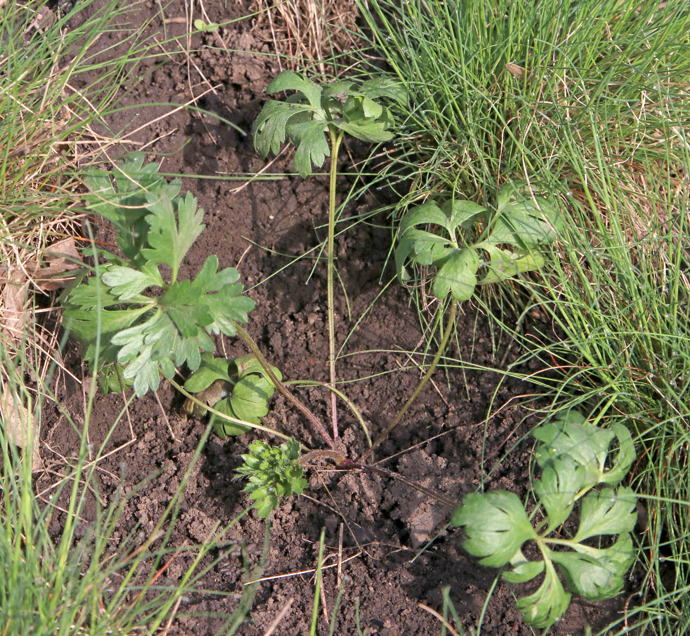 Image of Anemone multifida specimen.