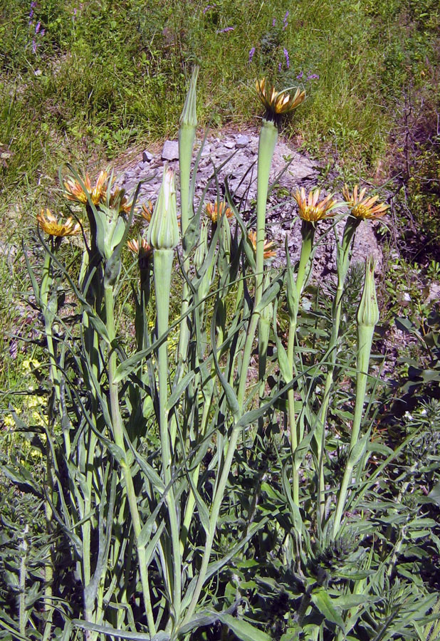 Изображение особи Tragopogon pseudomajor.