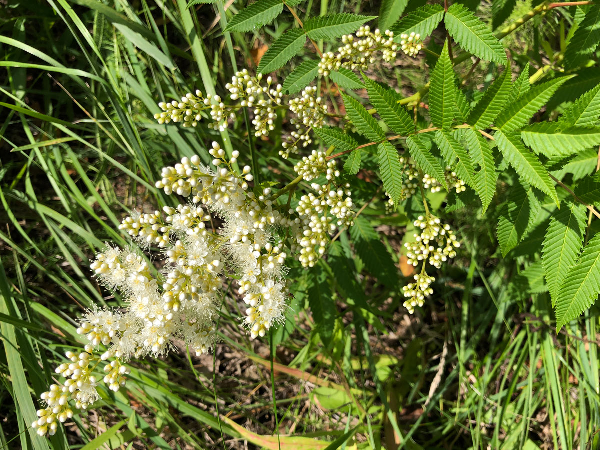 Изображение особи Sorbaria sorbifolia.