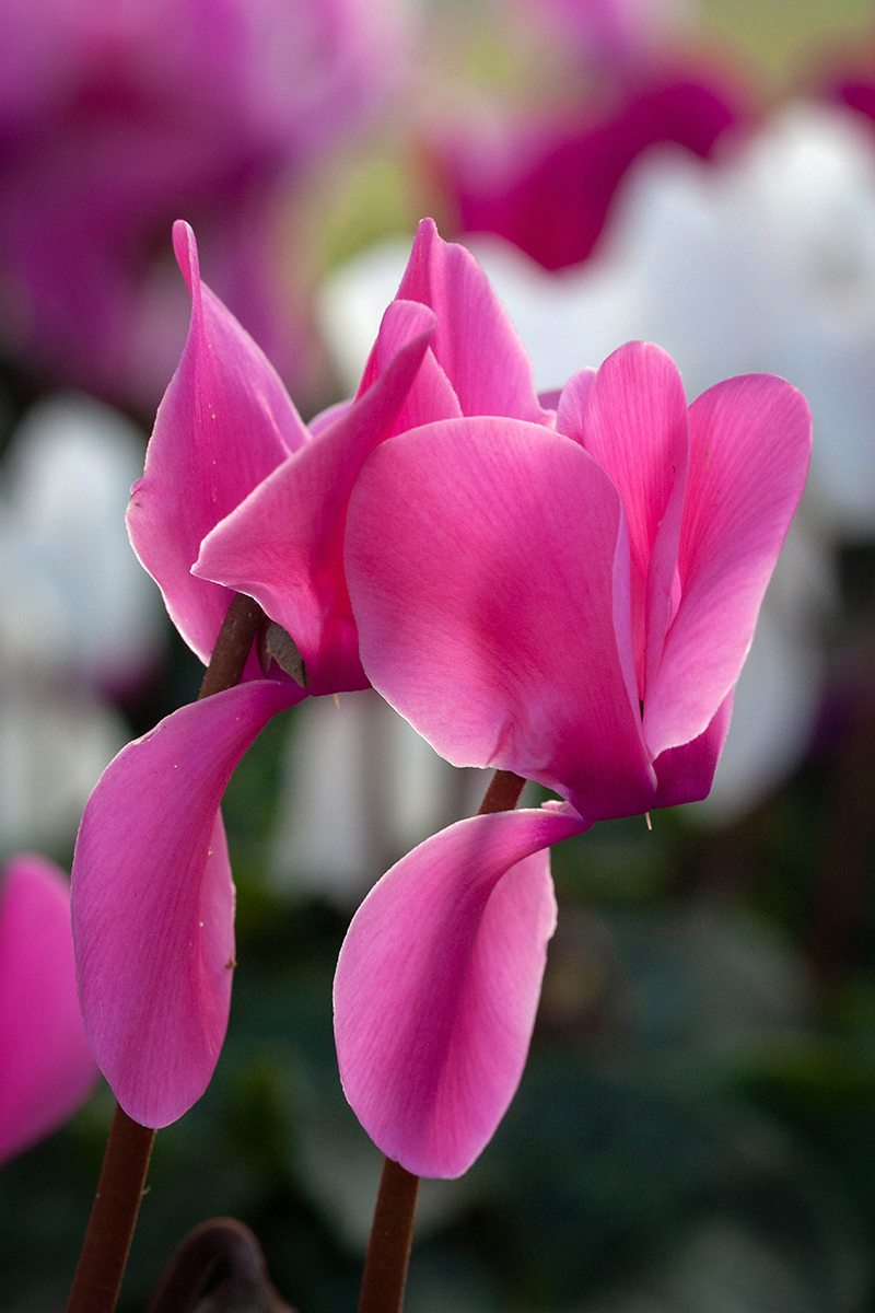 Image of Cyclamen persicum specimen.