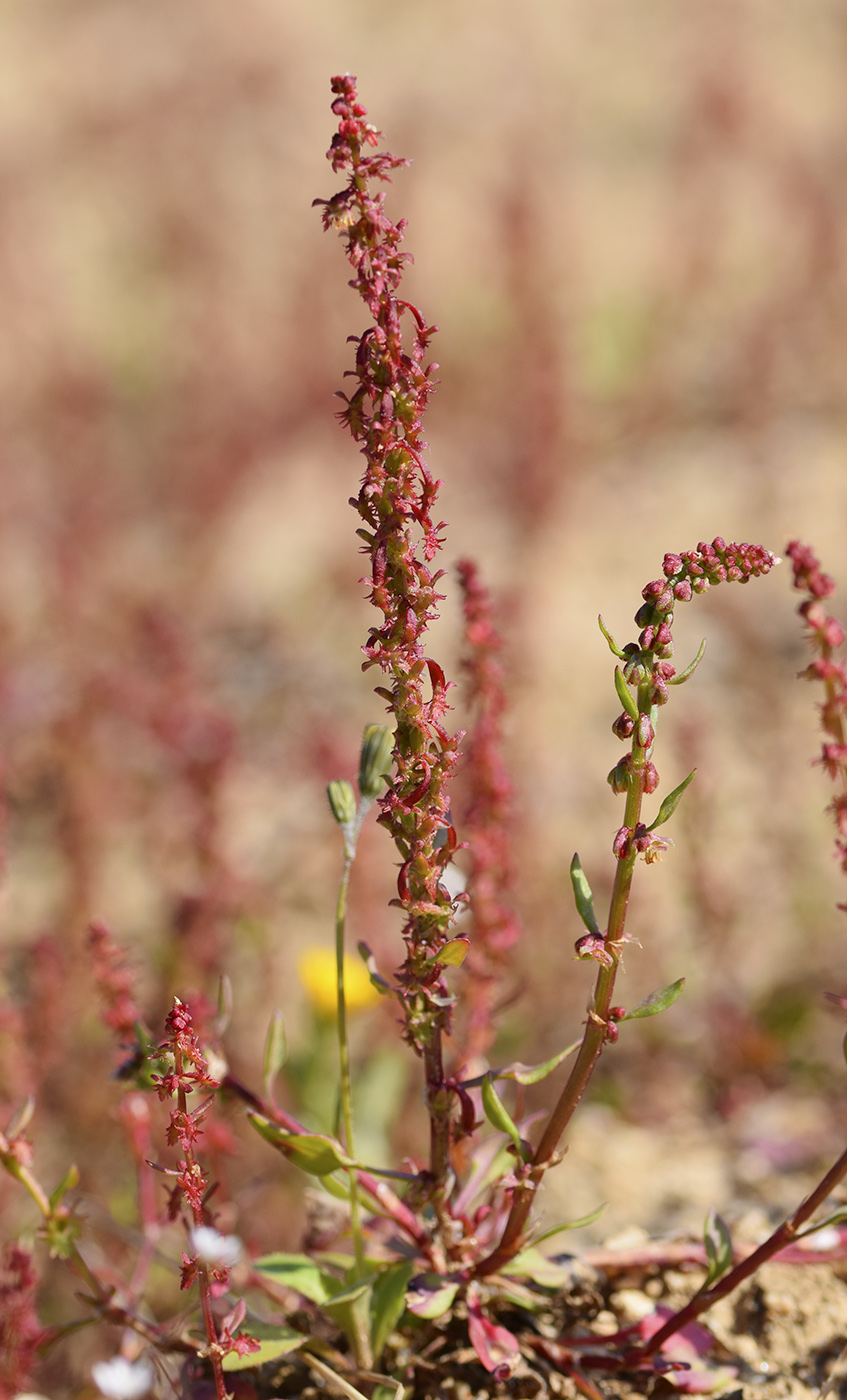 Изображение особи Rumex bucephalophorus.