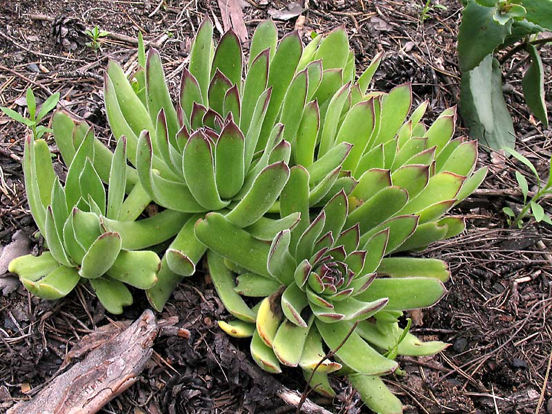 Image of Sempervivum ruthenicum specimen.