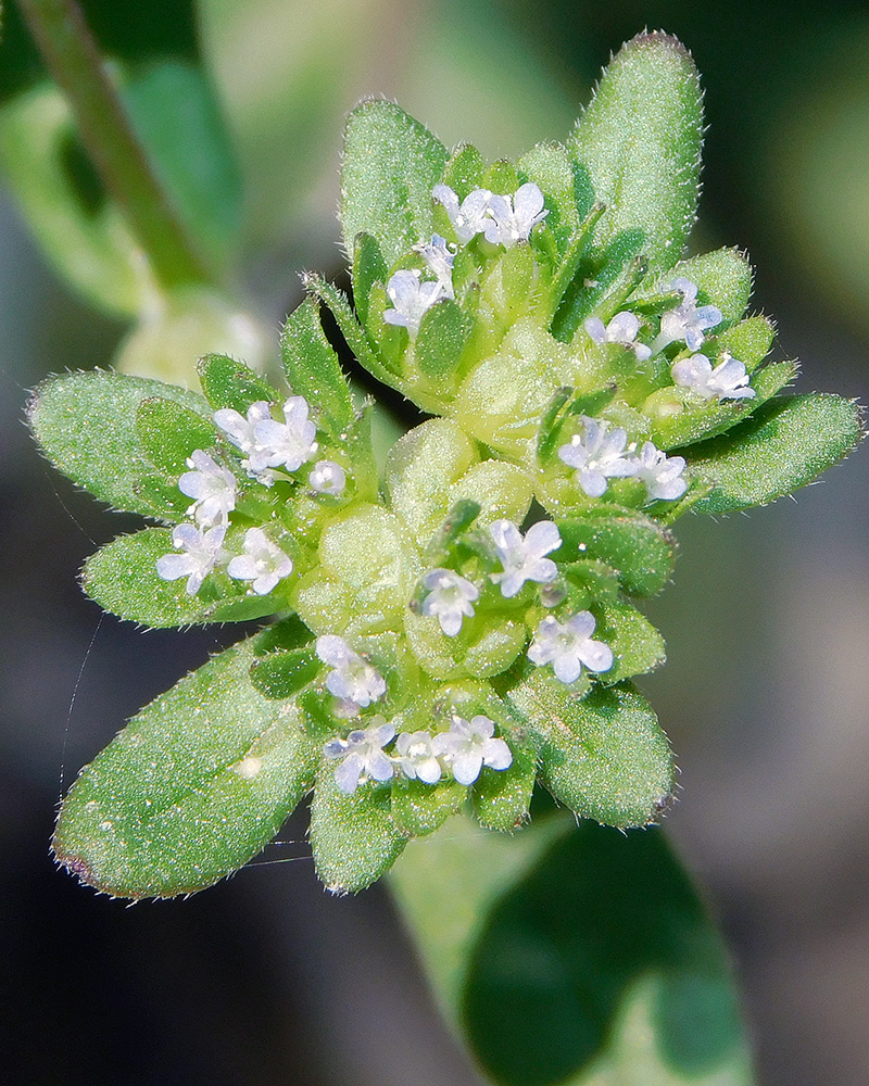 Image of Valerianella turgida specimen.