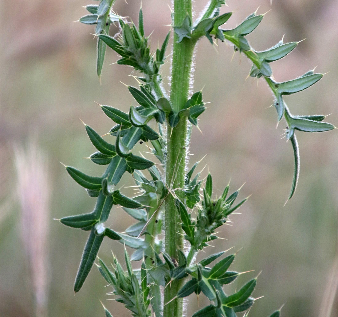 Изображение особи Cirsium serrulatum.