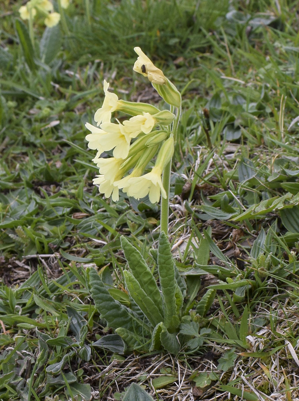 Image of Primula intricata specimen.