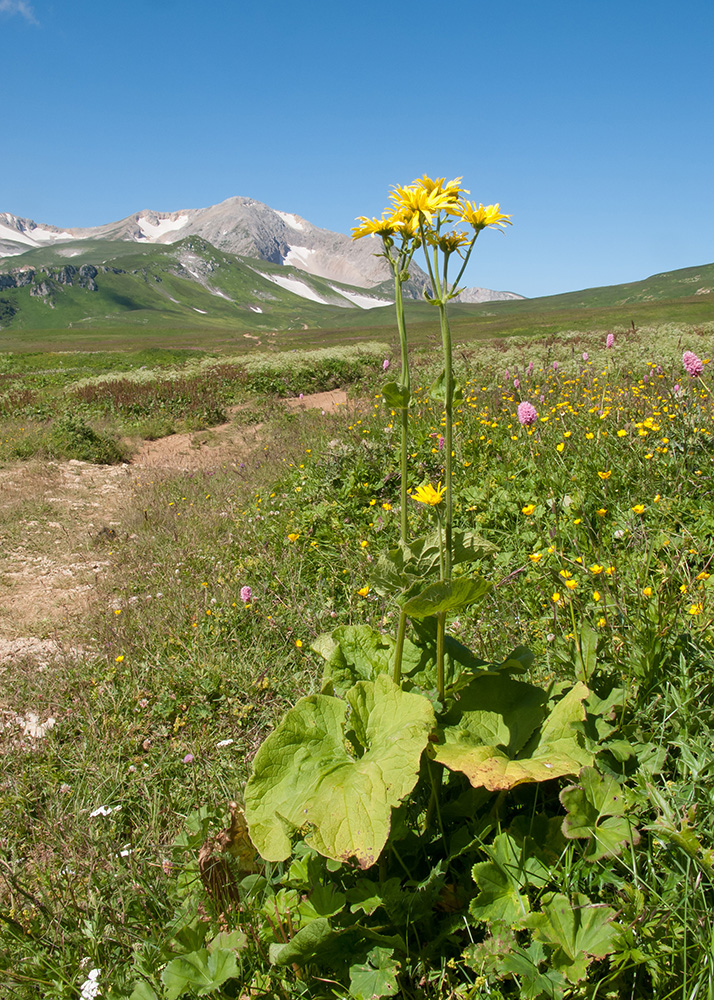 Изображение особи Doronicum macrophyllum.