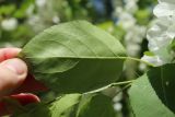 Malus baccata. Лист (вид на абаксиальную поверхность). Санкт-Петербург, Кировский р-н, внутриквартальное озеленение. 20.05.2023.