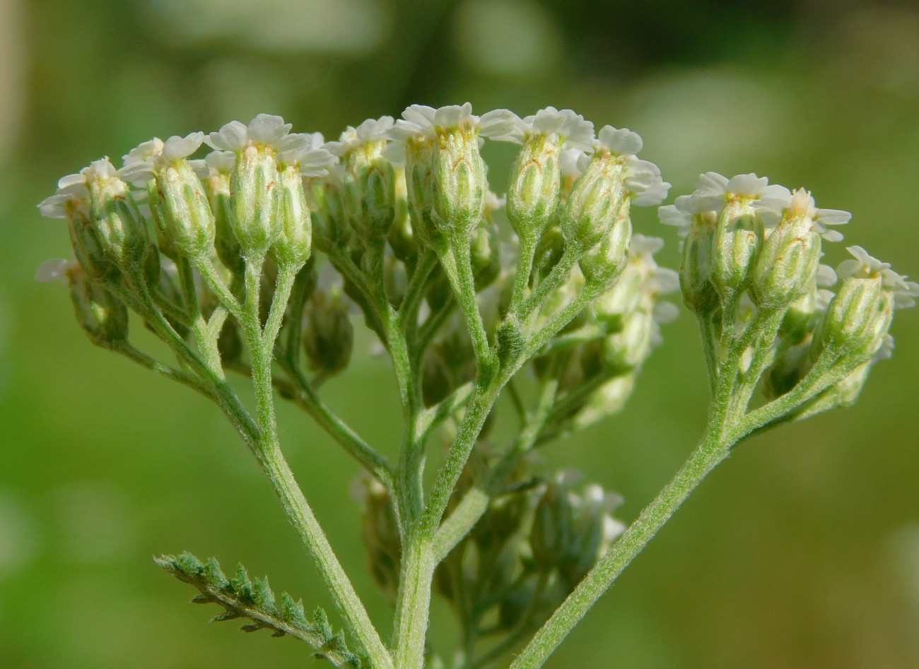 Изображение особи Achillea inundata.