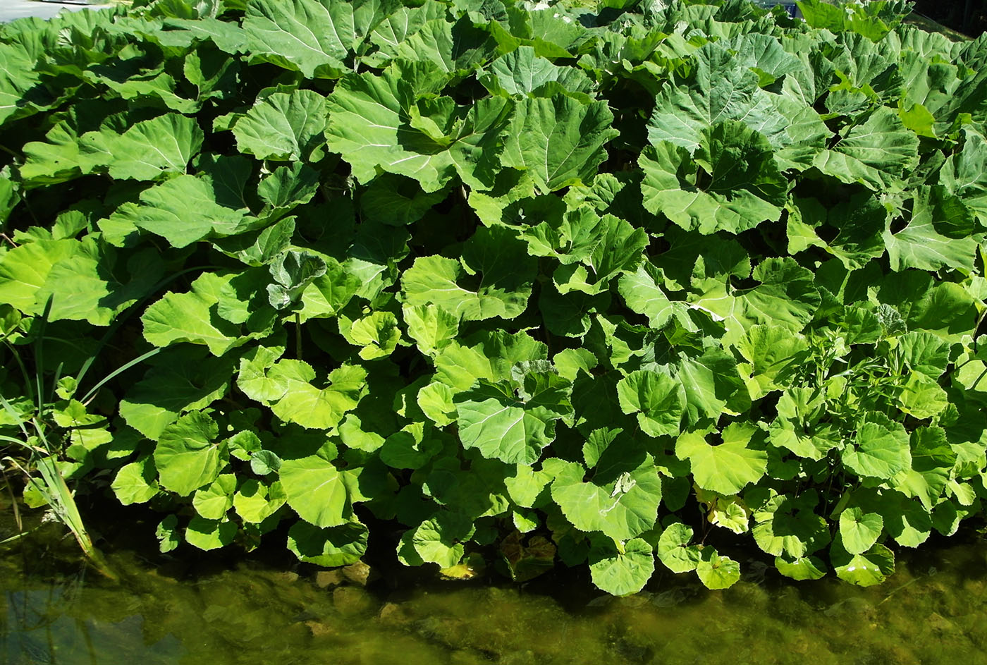 Image of genus Petasites specimen.