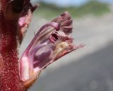 Orobanche owerinii