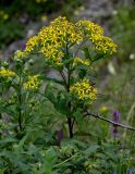 Senecio propinquus. Верхушка цветущего растения. Чечня, Веденский р-н, ущелье р. Хулхулау, луговой склон. 25.07.2022.