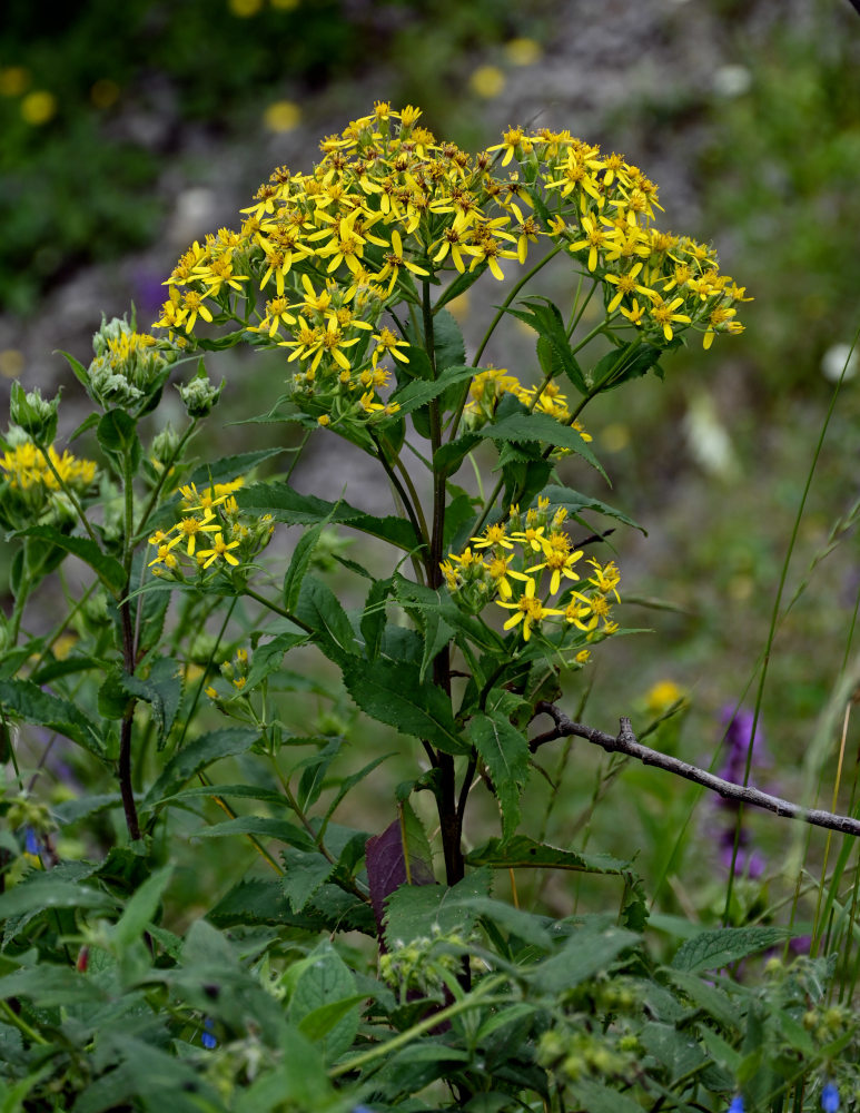 Изображение особи Senecio propinquus.