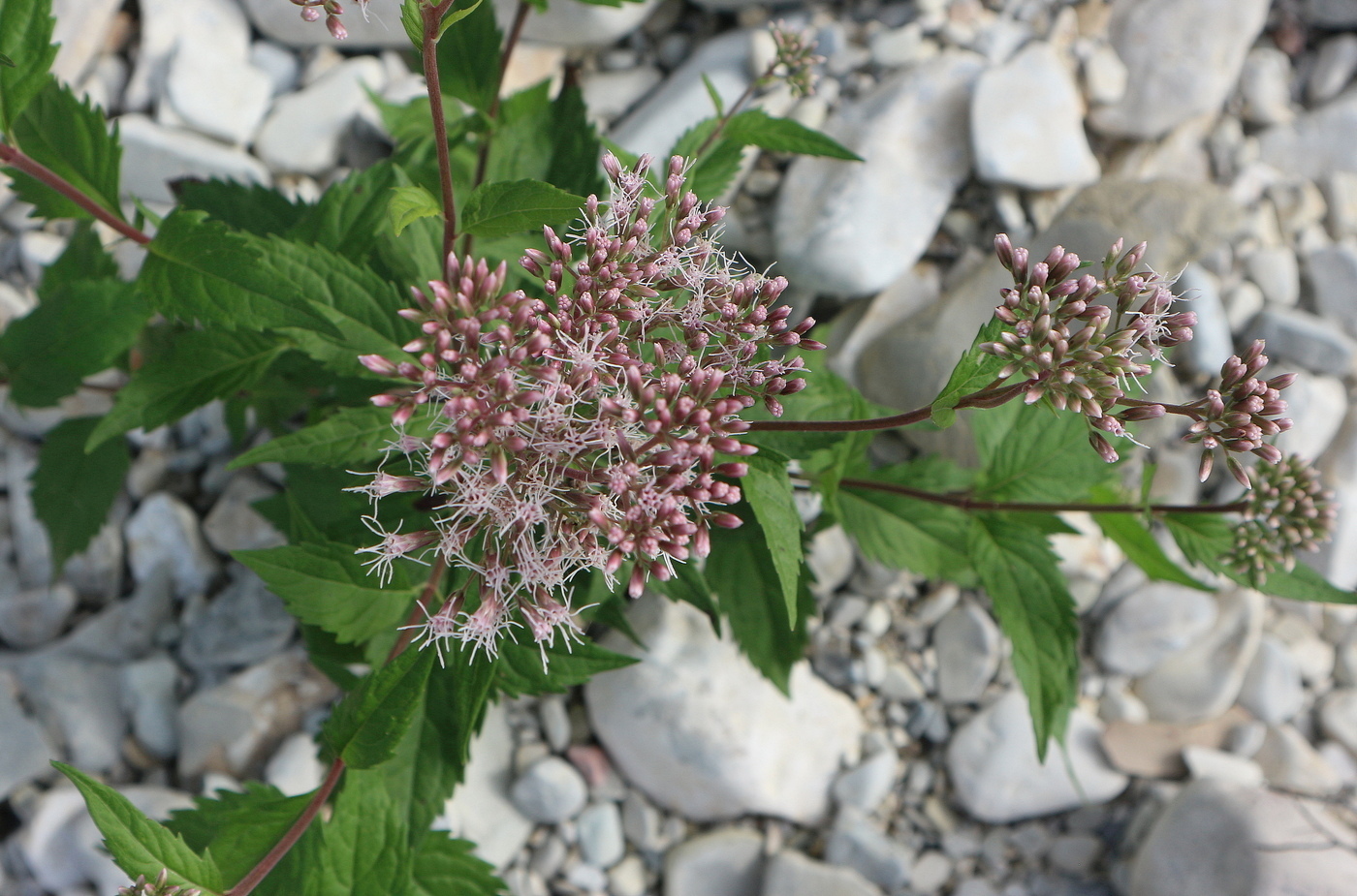 Изображение особи Eupatorium cannabinum.