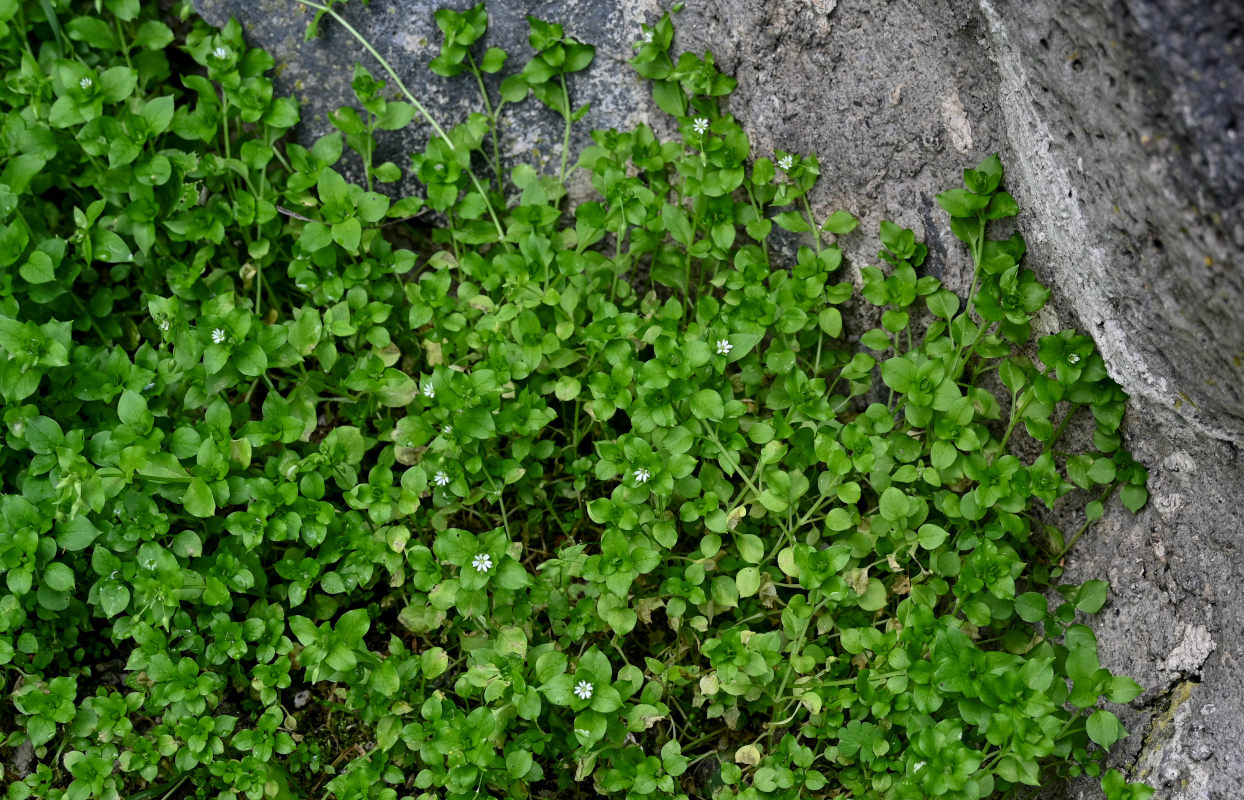 Image of Stellaria media specimen.