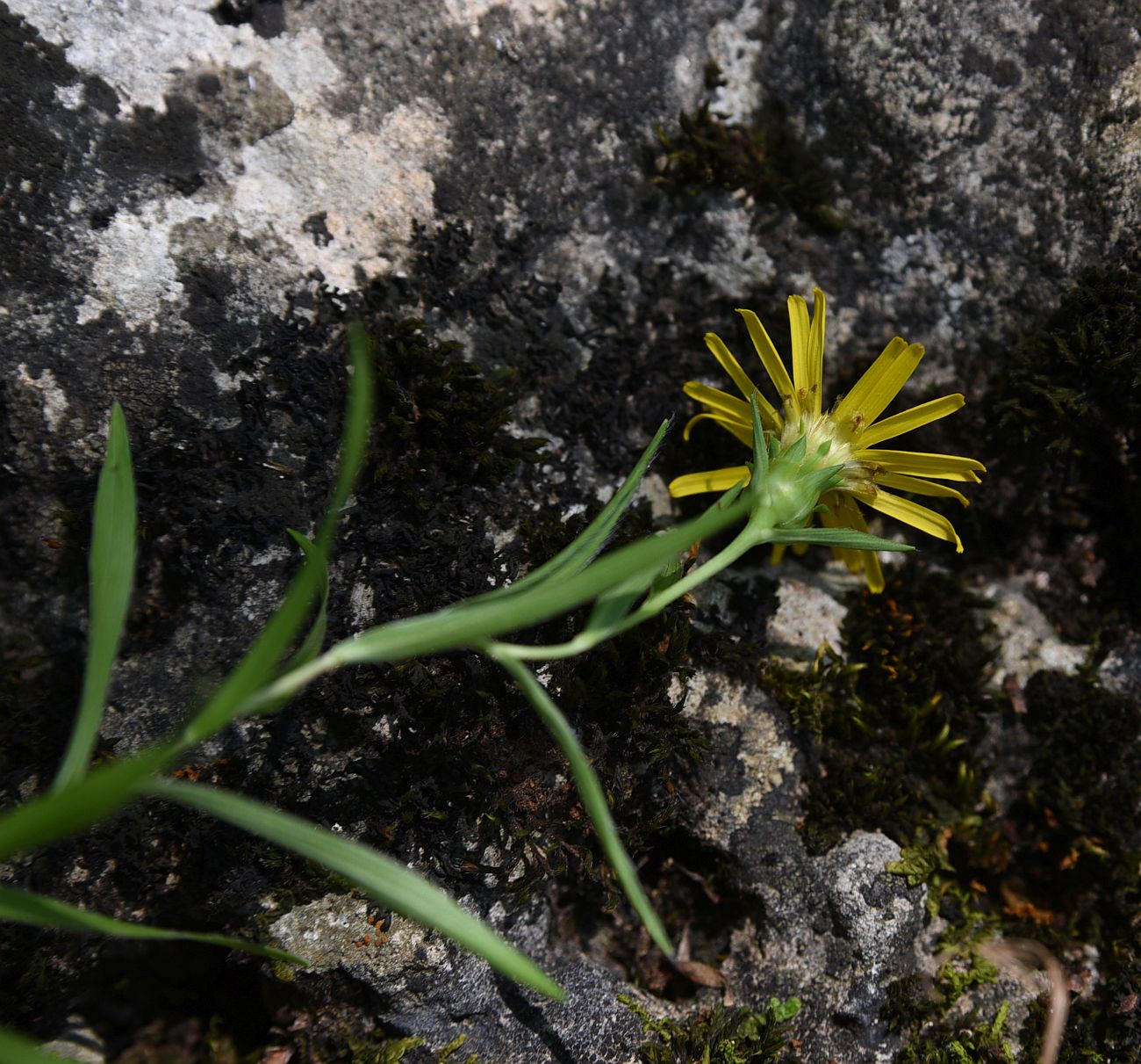 Изображение особи Inula ensifolia.