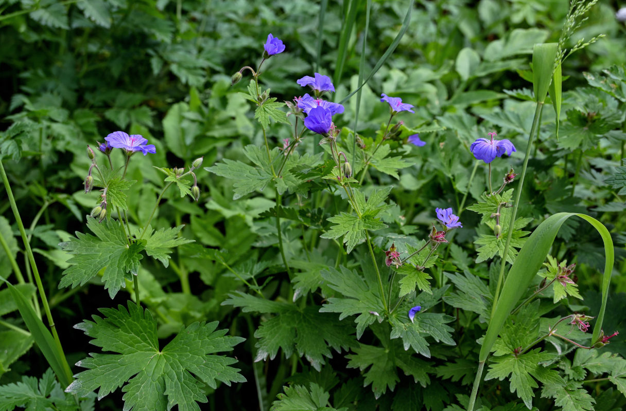 Изображение особи Geranium ferganense.