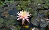 genus Nymphaea