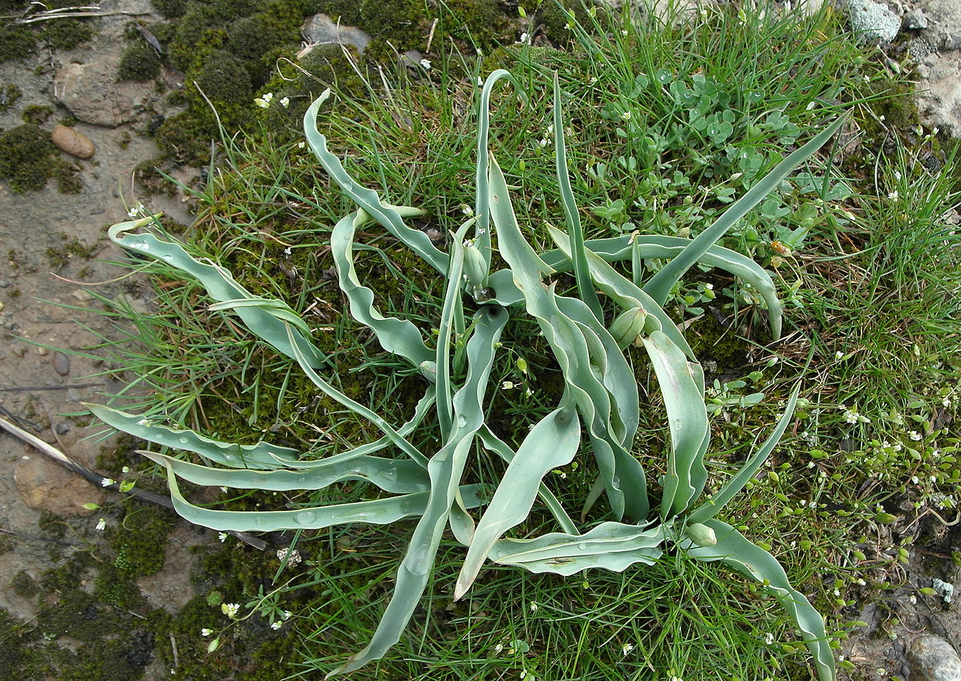 Image of Tulipa lemmersii specimen.