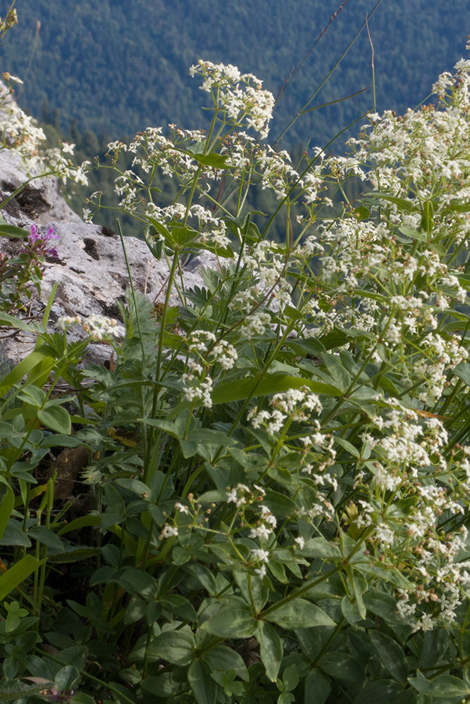 Image of Galium valantioides specimen.