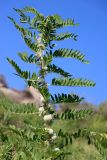 Astragalus sieversianus. Верхушка цветущего и плодоносящего растения Узбекистан, западная часть Зеравшанского хр., окр. пер. Тахта-Карача, около 1600 м н.у.м. 12.05.2024.