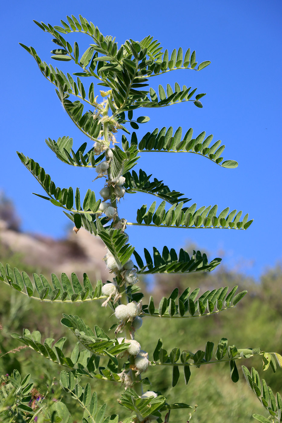 Изображение особи Astragalus sieversianus.