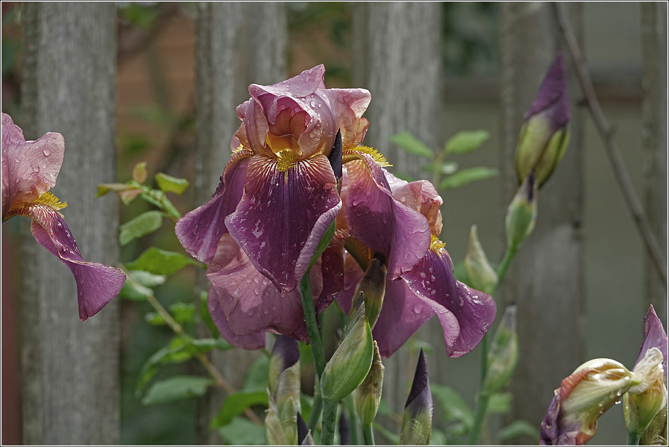 Image of Iris &times; hybrida specimen.