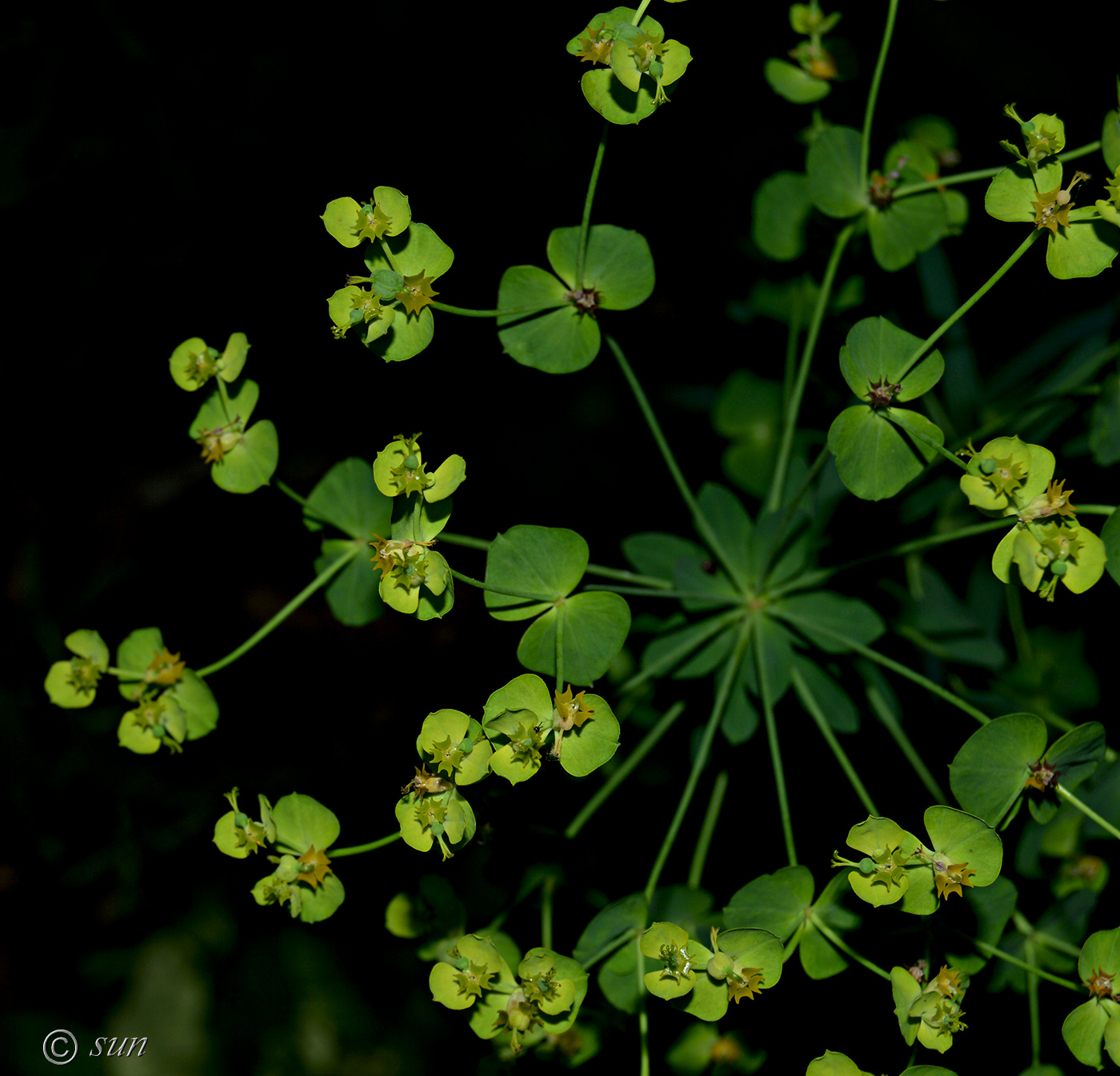 Изображение особи Euphorbia kaleniczenkoi.