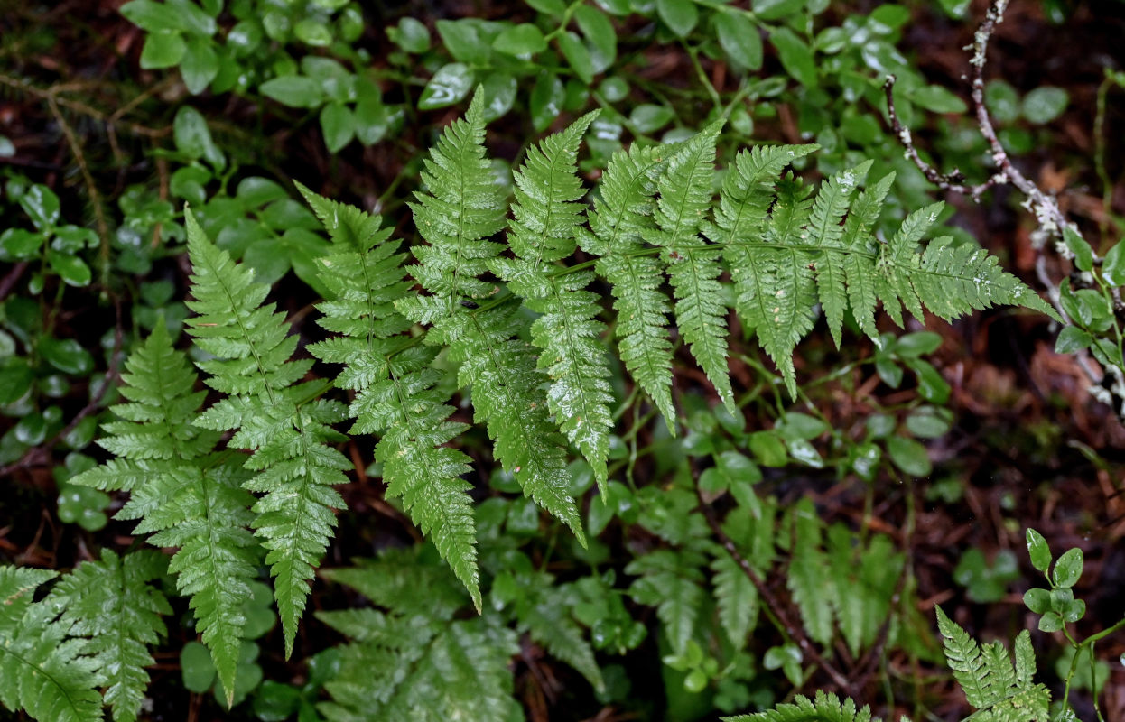 Image of Dryopteris carthusiana specimen.