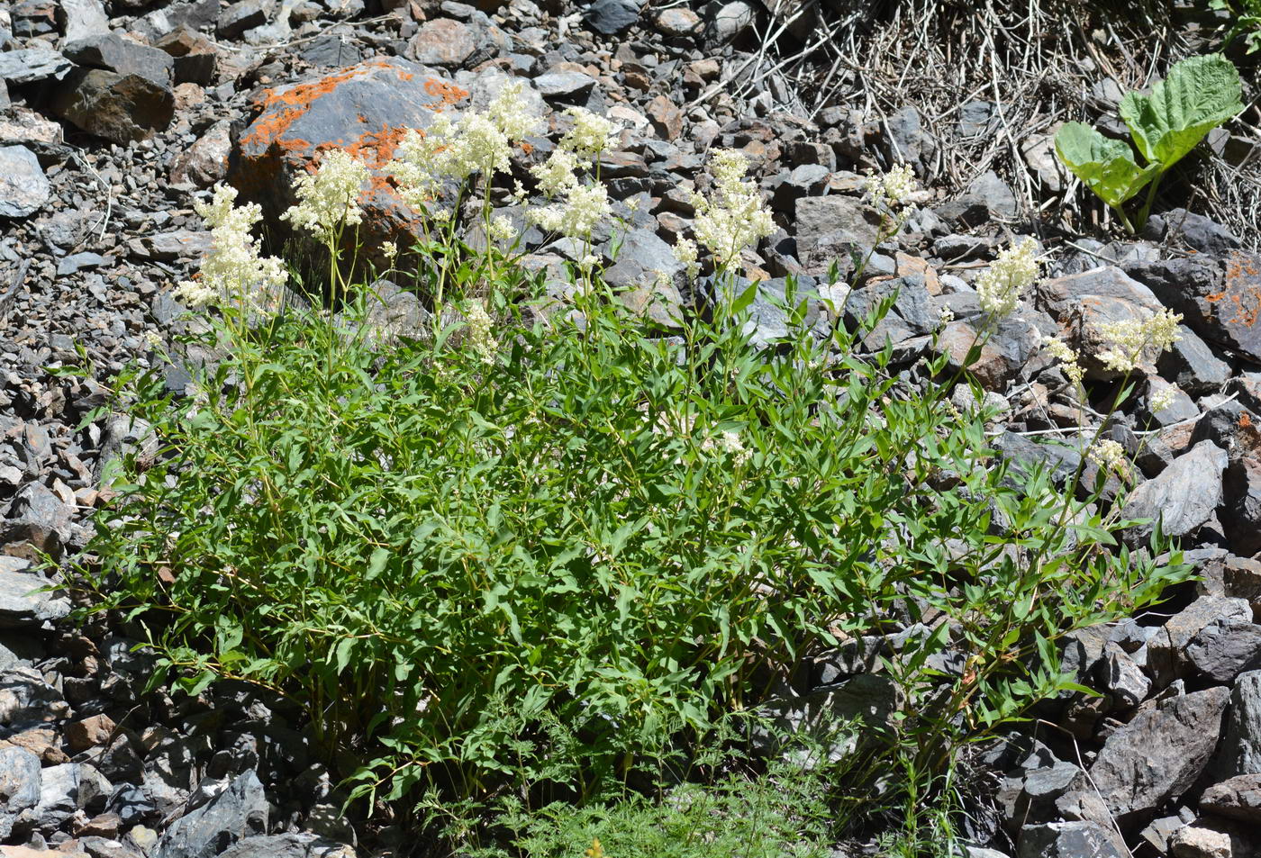 Image of Aconogonon coriarium specimen.