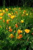 Eschscholzia californica