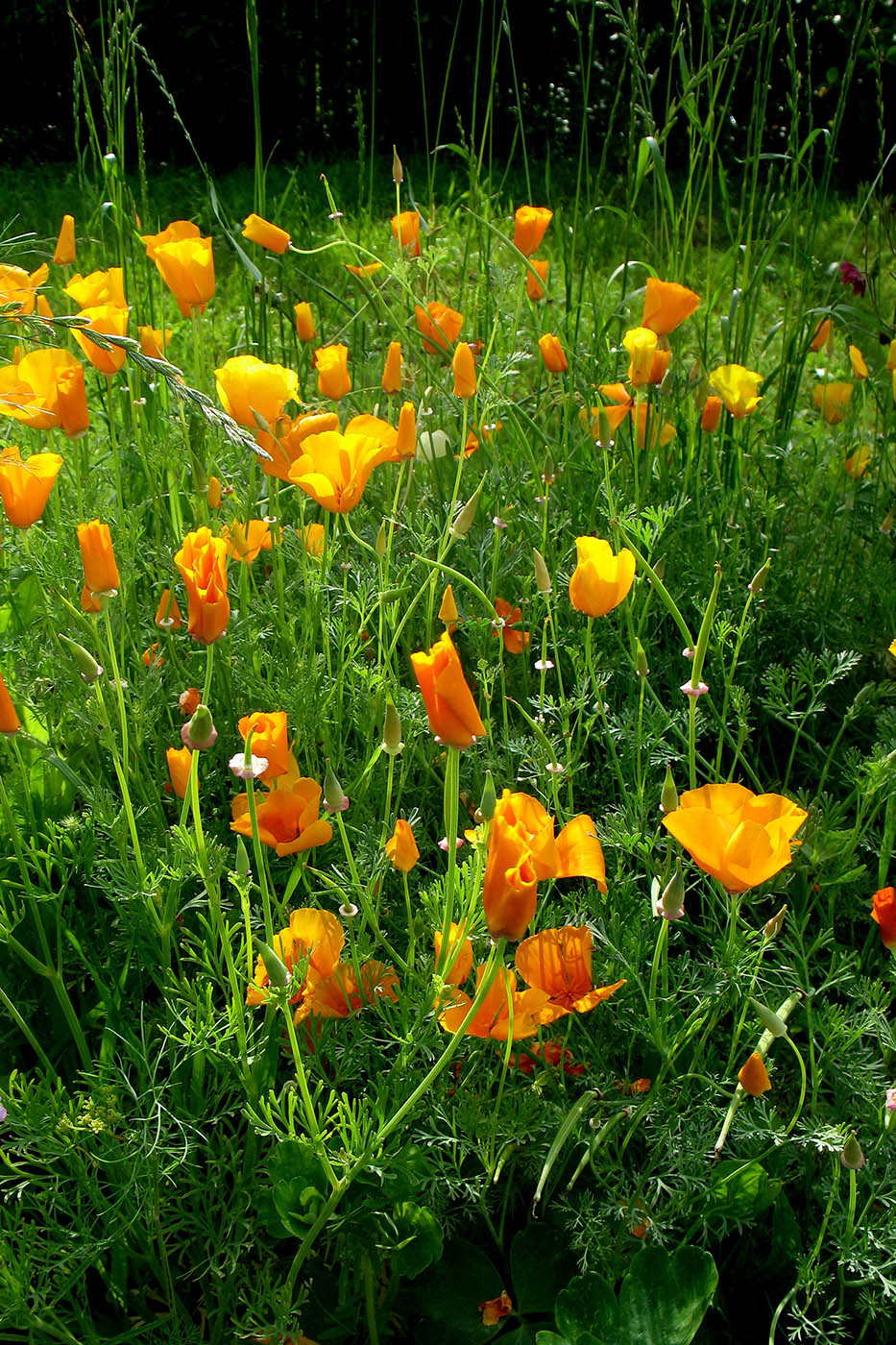 Image of Eschscholzia californica specimen.